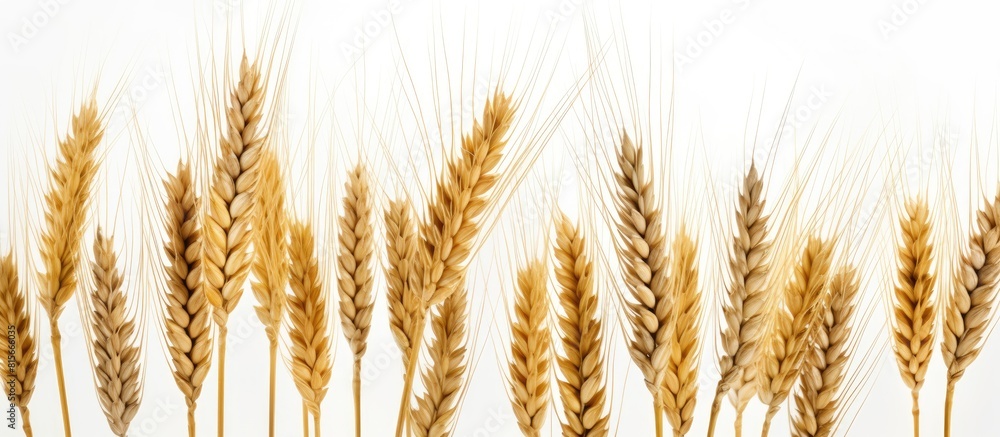 Poster ripe spikelets of rye isolated on white background copy space background