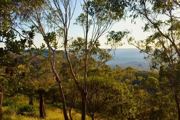 Eucalyptus trees in the Blue Mountains