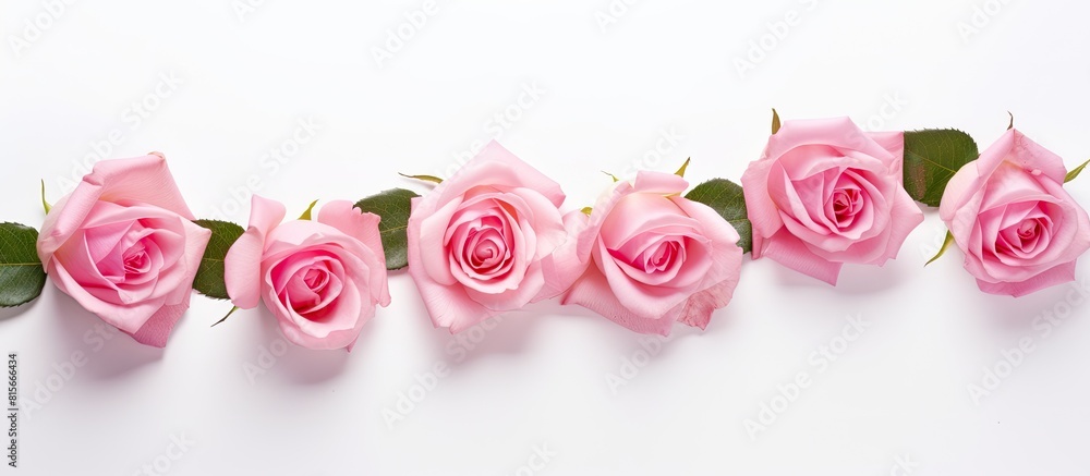 Poster pink roses on white background with free text space. copy space available
