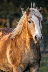 Obraz premium Majestic brown and white horse standing in a lush green field surrounded by trees and mountains.