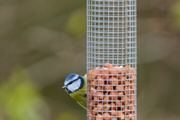 Naklejka premium Tiny Blue Tit on a bird feeder suspended from its side with a blurred background