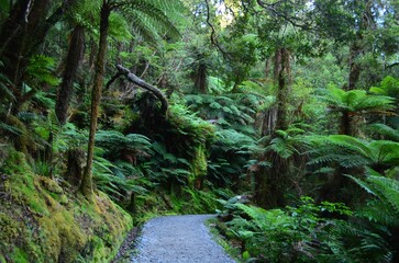Trail winding its way through a lush, green forest