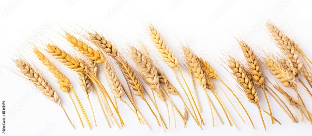 Poster wheat spikelets on a white background natural spikelets of bread wheat. copy space available
