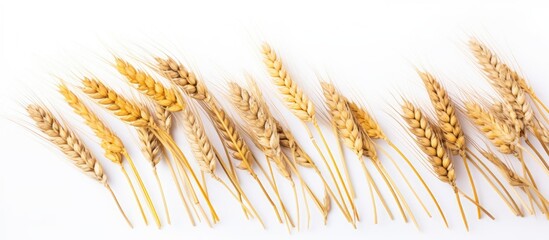 Fototapeta premium Wheat spikelets on a white background Natural spikelets of bread wheat. copy space available