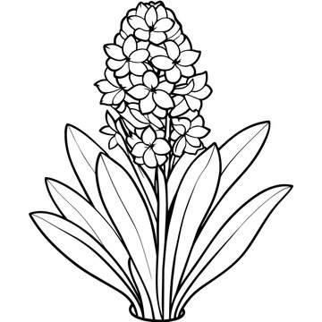recommend clip art: Hyacinth flower outline illustration coloring book page design, Hyacinth flower black and white line art drawing coloring book pages for children and adults
                    