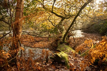 Lush forest with a small stream winding through it.