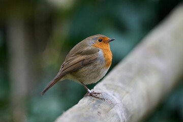 Robin bird perched atop a weathered wooden fence post.