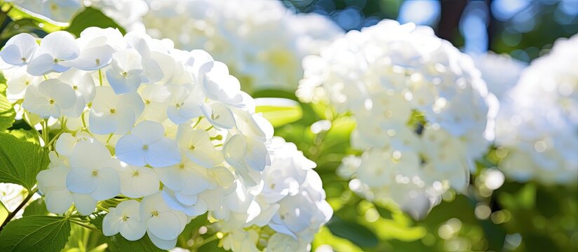 Annabel white hydrangea is in full bloom. copy space available