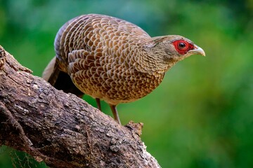 Vibrant Kalij Pheasant (Lophura leucomelanos) perched on a tree branch in India