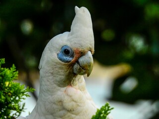 Beautiful, white and pink Naked-eyed Cockatoo (Cacatua sanguinea) perched atop a leafy tree branch