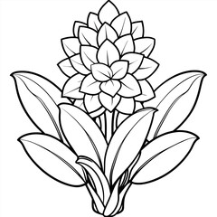 Hyacinth flower outline illustration coloring book page design, Hyacinth flower black and white line art drawing coloring book pages for children and adults
