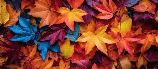 autumn leaves. copy space available