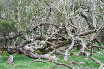 Wild branches