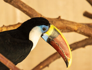 tropical bird with big beak.
