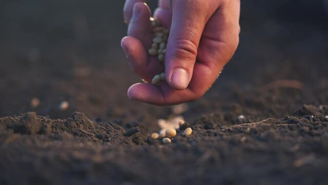 soybean agriculture. farmers hand a plants soybean grains in agricultural soil. agriculture business farm soybean lifestyle concept. Farmer sows soybean grains. soy farm concept
