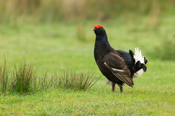 Black Grouse, Scientific name, Lyrurux tetrix.  Close up of a male black grouse, alert and stood   facing left on a grouse moor in Swaledale, Yorkshire Dales, UK.  Space for copy.  Horizontal.