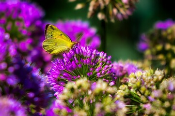 Closeup of a yellow butterfly perched on purple flowers
