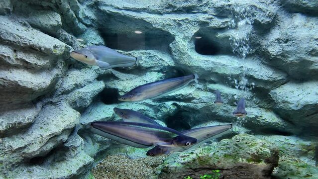 Whisker sheatfish or Phalacronotus bleekeri is swimming in aquarium. fresh water fish in Thailand