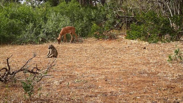 Chacma baboon group running and fighting in Kruger National park, South Africa ; Specie Papio ursinus family of Cercopithecidae