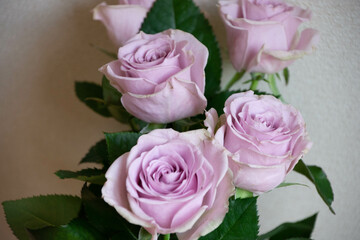 紫色の薔薇