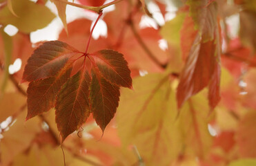 red autumn leaves