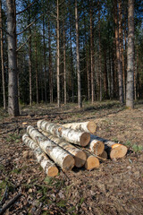 cut birch tree logs in the forest