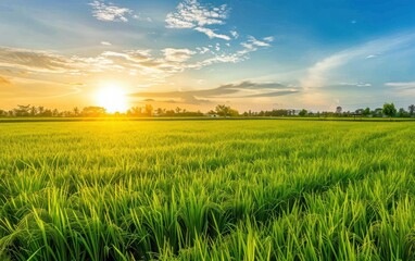 Fototapeta premium Serene Sunset Over Lush Green Rice Field