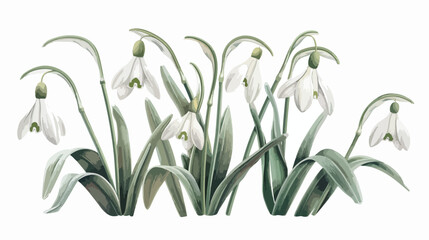 Tender snowdrop flowers isolated online white backgroundd.