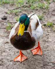 Mallard duck standing on a dirt path in a rural setting, its neck turned in an inquisitive manner