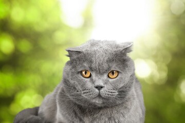 portrait of young domestic cat in park