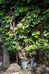 割れた鉢から育つ樹木