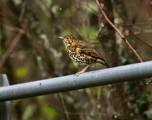 Small song thrush (Turdus philomelos) perched atop a metallic pipe in a park
