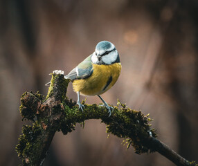Eurasian blue tit (Cyanistes caeruleus) perched atop a tree branch draped in lush, green moss