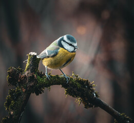 Eurasian blue tit (Cyanistes caeruleus) perched atop a tree branch draped in lush, green moss