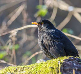 Common blackbird (Turdus merula) perched on a branch of a tree covered in green moss