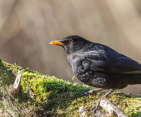 Common blackbird (Turdus merula) perched on a branch of a tree covered in green moss