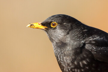 Close-up of a common blackbird (Turdus merula)