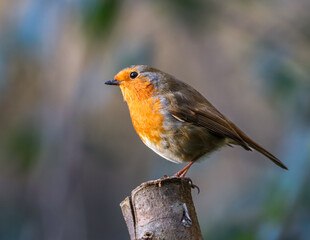 Vibrant orange and black European robin (Erithacus rubecula) perched atop a wooden post