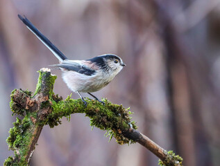 Brightly-feathered  long-tailed tit (Aegithalos caudatus) perched atop a lush green mossy branch