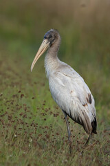 Closeup of a woodstork, cayama on green grass