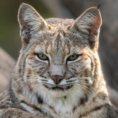 Closeup portrait of a bobcat in Florida