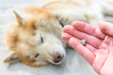 Close-up view of tick on human hand against lying dog.