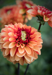 Vibrant array of orange Dahlia flowers