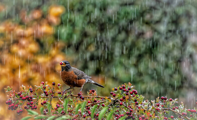 a bird sits on a tree in the rain and it's raining