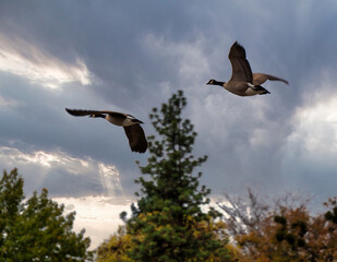 a flock of geese fly across the sky over trees,