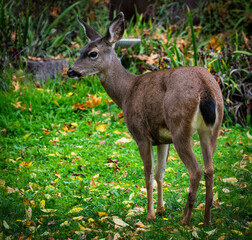 a deer is standing in a field with leaves on it