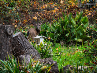 deer, mouse and butterfly feeder outside in the forest under trees