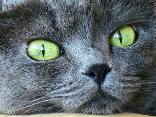 a grey cat laying on top of a wooden table looking at the camera