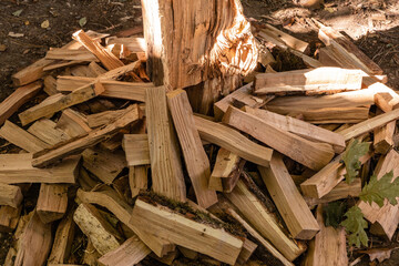Chopped logs around the stump for felling. Preparing oak firewood for  stove or fireplace.