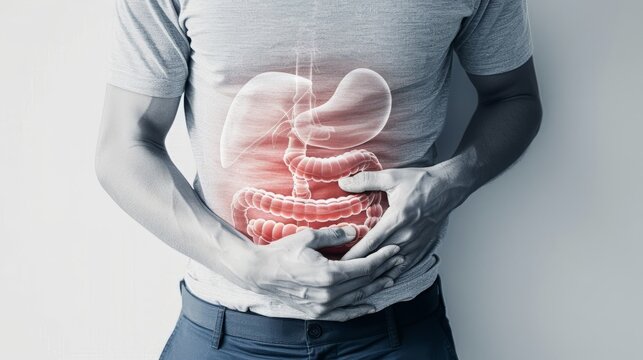 The digestive system is a long, twisting tube that starts at the mouth and goes through the oesophagus, stomach, small intestine, large intestine and ends at the anus